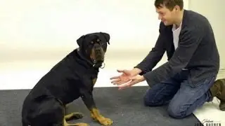 Taikuutta koirille - Magic for dogs 2 (second part)
