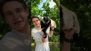 Black-and-White Ruffed Lemurs: Communication and Sounds