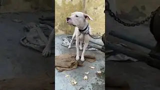 dogo argentino female dog  #bass #viral #trending #big #loyal #dog #trend #shortvideo #ytshorts