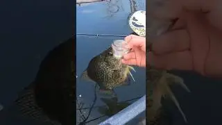 Happy Crappie | Full Video👆#chicago #fishing #crappie #shortsvideo #shorts #fishing #tips #howto