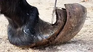 Satisfying - Asmr - Hoof Trimming At A Large Donkey Farm!【Asmr Hoof】