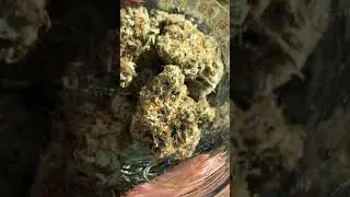 What should we name her? (Blue Sherb x RS11 x GMO)