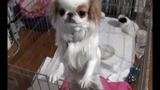 Flying Japanese Chin ZOE checking on your puppies