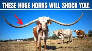 10 ANIMALS WITH THE BIGGEST HORNS & ANTLERS