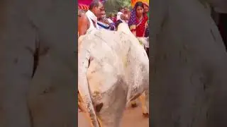 Gomata Puja in my village