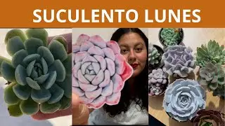 Paquete especial de suculentas + avances en el jardín