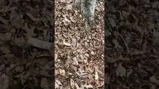 Trying to prevent soil erosion Witt cedar logs and native live stakes
