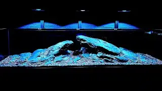 Professional setting up a large freshwater and best natural aquarium with natural sand and stone!