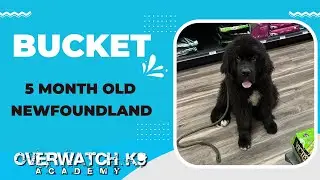 Bucket | 5 Month Old Newfoundland | 14 Day Transformation | Distraction Training | Obedience