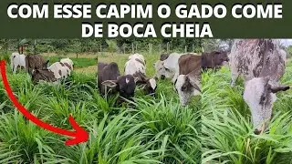 EXCELENTE CAPIM PARA PEQUENAS PROPRIEDADES