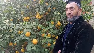 Surxondaryo viloyati Denov Tumanida Tadbirkor Hoji Akani Uyida🔥 (Issiq xonasi)