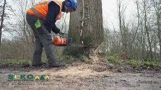 SEKO Boomverzorging - Rooien van bomen / Vellen van bomen
