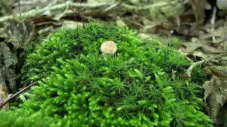 Pine Hills Nature Preserve in Indiana