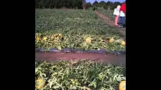 Planting water melon in Vietnam