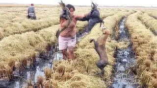 As&iacute; Atrapan los PERROS y Hombres Cazadores GALLINULAS Negras de Pico Rojo - Pesca de Chocas Galli..