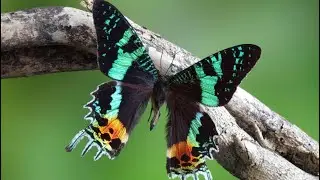 This is a moth&hellip;