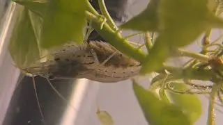 Hatching and growing Amano shrimp. Full growth cycle progression (from eggs to shrimplets)