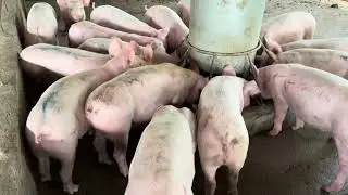 Resulta ng ating own feedmix ng alagang baboy