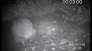 Garden Night Visitor Video 1