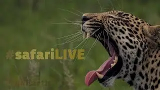 safariLIVE - Sunset Safari - Nov. 7th, 2016