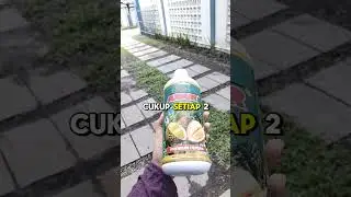Pupuk Durian Cepat Berbuah, Booster Alami Bunga Durian Anti Rontok #pupukdurian #petanidurian