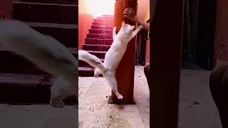 Cat 🐈 jump | Funny Cat #cat #catshorts #cats #funnycats #shorts #short #shortsfeed #shortsviral