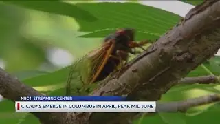 2021 cicadas emerge in Columbus in April, peak mid June