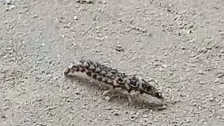 A unknown Ant (What is the name of this ant?if anybody known,its name please tell me.
