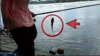 Amazing Fishing at Kondal Province - Khmer Net Fishing 2016 - Cambodia Traditional Fishing 2016