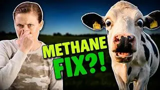 How Dairy Farmers Are Cutting Cow Methane Emissions 🐄💨