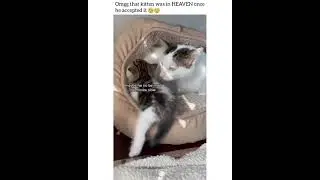 From hisses to kisses