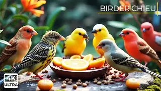 🔴Birds and squirrels visit the bird table🕊️🐿️ Live 12 Hours in Ultra HD 😺