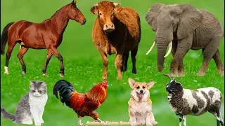 Cute Farm Animal Sounds: Horse, Pig, Duck, Cat, Goat, Sheep, Cow, Buffalo &ndash; Animal Sounds