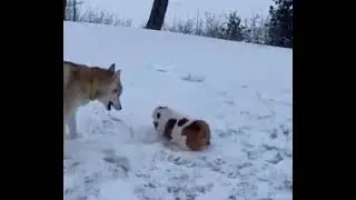 Dogs In Snow #dog #dogshorts #dogs #funny #snow #viirallegends