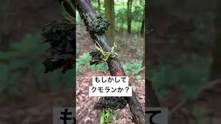【日本原種のラン】これはクモランか？カヤランか？