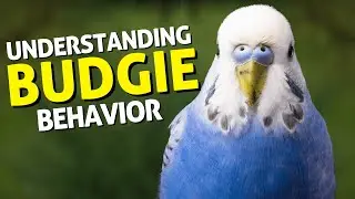 Budgie behavior Understanding your bird's moods