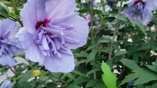 木槿 Hibiscus 的修剪，种植 和 生长习性。