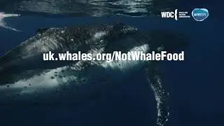 Message in a Bottle - Whale and Dolphin Conservation and Brita working to stop plastic pollution