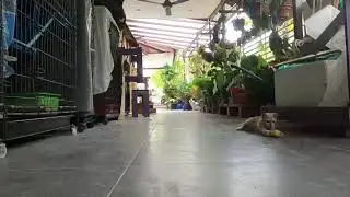 Introducing BROWN, the newly trained acrobatic cat.