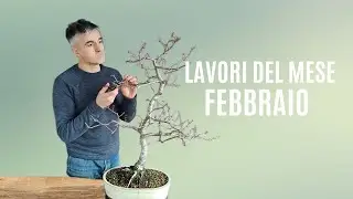 LAVORI DEL MESE, cosa fare a FEBBRAIO SUI BONSAI