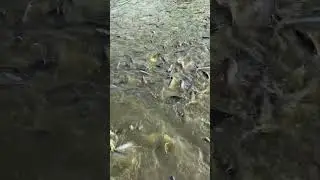 🐟 fishing 🎣 #viral #viralvideos #shorts #shortvideo #fishing #viralshorts