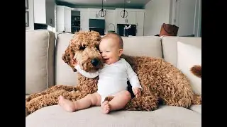 Goldendoodle Lifespan How Long Do Goldendoodles Live