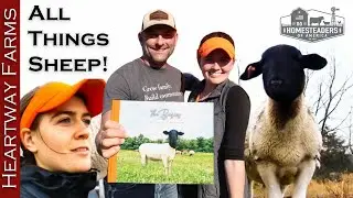 100K A Year in Sheep! The Shepherdess, Raising Sheep For Profit