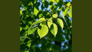 A Rustle of Leaves