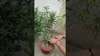 Adenium plant Pruning #adenium #adeniumplant #pruning #desertrose