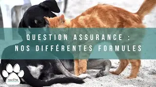 LES DIFF&Eacute;RENTES FORMULES CHIEN & CHAT | Question assurance