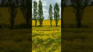 Amazing nature: Rapeseed Fields in the English Countryside