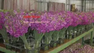 BJTV - Vol.3 Japanese Summer Sweet Peas (Lathyrus latifolius )
