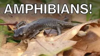 Finding The FIRST Frog of The Year! Salamanders, Frogs and More!