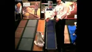 Pet Gear Tri-Fold Pet Ramps - Best Quality Dog Ramps